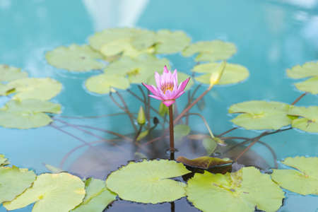 Pink Lotus Flower in the clear blue pool.の写真素材