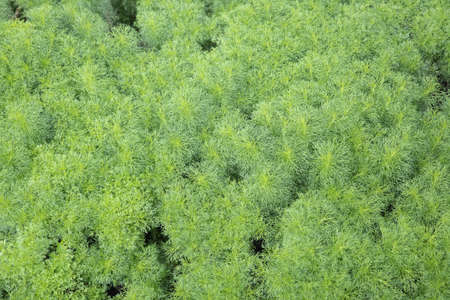 Closeup of small green leaves texture background.の写真素材