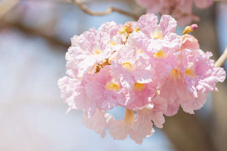 close-up of Tabebuia rosea pink trumpet tree "Chompoo Pantip" in Thailand with a little blurred foreground, selective focus.の写真素材