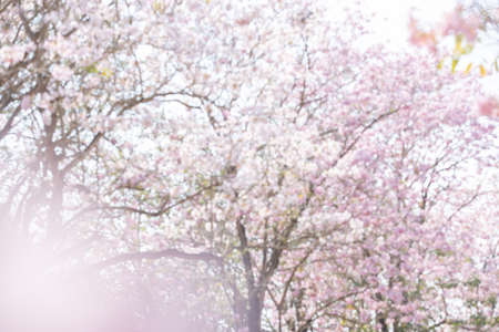 blurred of Tabebuia rosea pink trumpet tree "Chompoo Pantip" at Kasetsart University in Nakhonâ Pathom, Thailand.の写真素材