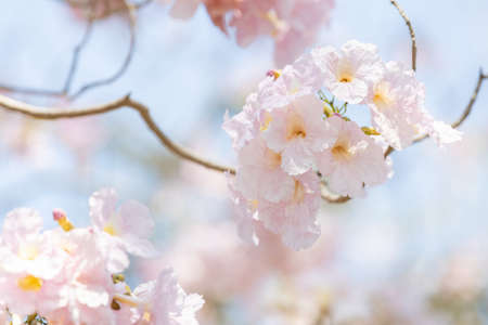 close-up of Tabebuia rosea pink trumpet tree Chompoo Pantip in Thailand.