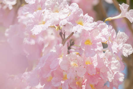 close-up of Tabebuia rosea pink trumpet tree Chompoo Pantip in Thailand with a little blurred...