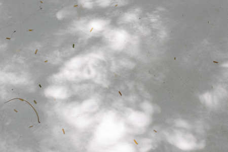 abstract texture background of branch and tree shadow on floor by sunlight from tropical plant.