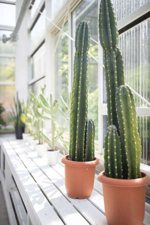 Cactus potted on white wooden table with bright light in the plant glass house.の写真素材