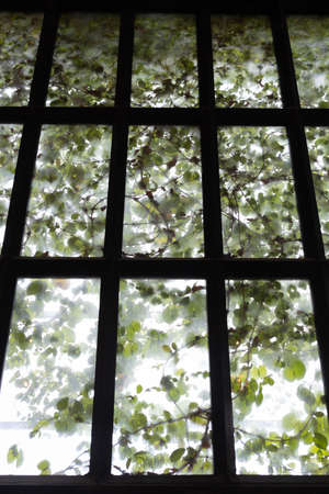 interior view of grille or windows were covered with ivy from outside the house