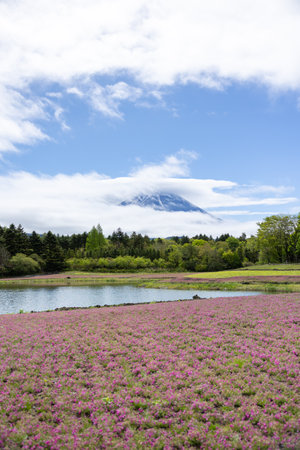 landscape view of cloudy mount with the flower field of pink moss at Shibazakura festivalの写真素材
