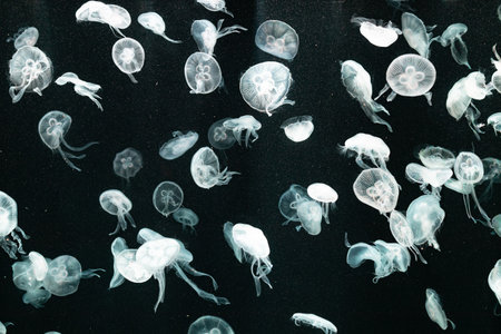 Closeup of sea jellyfish swimming underwater on black background.