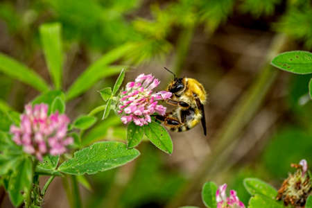 A bee collects nectar on a pink clover flower. High quality photo