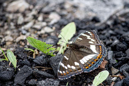 A closeup shot of a butterfly sitting on a piece of coalの写真素材