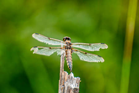A dragonfly with torn wings sits on a wooden branch.の写真素材