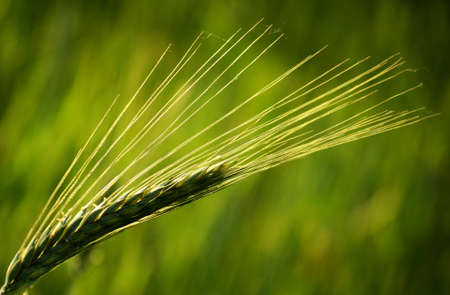 Wheat earの写真素材