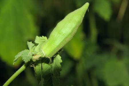 Young okra on a branch in the garden. Close-upの写真素材