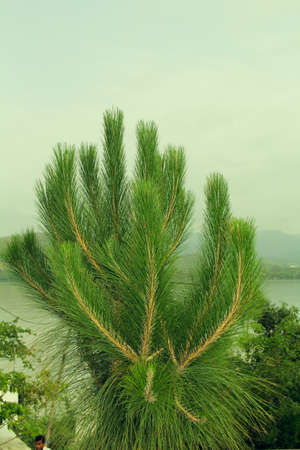 Pine tree on the background of the lake and mountains. Pine branches on the background of the mountains.の写真素材