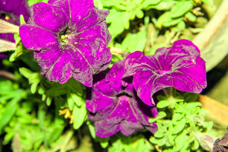 Purple petunia flowers close-up on a blurred background.の写真素材