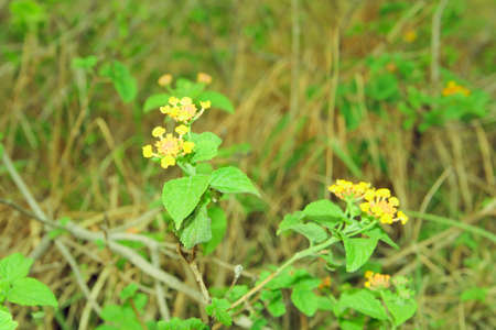 Yellow flowers on a branch in the garden. Selective focus.の写真素材