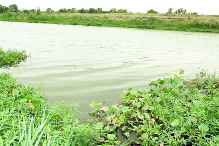 water hyacinth in the river, nature and environment concept.の写真素材