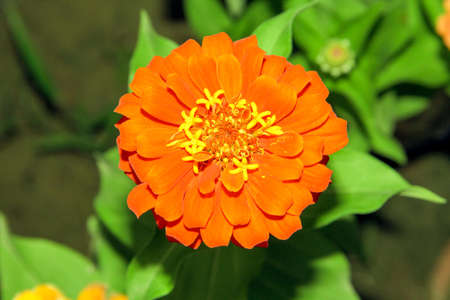 Zinnia elegans is a genus of flowering plants in the sunflower family.の写真素材