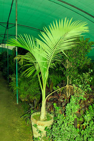 Beautiful green palm tree in a greenhouse. Tropical plant background.の写真素材
