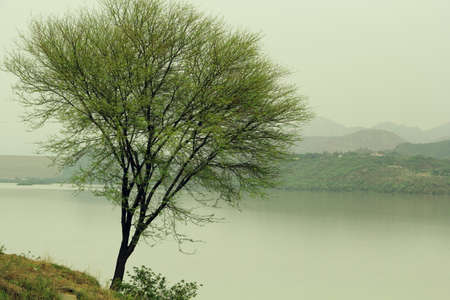 Lonely tree on the bank of a lake in the mistの写真素材