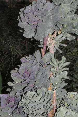 Cultivation of ornamental cabbage in the garden, close-upの写真素材