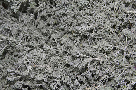 A closeup shot of the texture of the leaves of a plantの写真素材