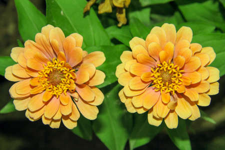 Zinnia is a genus of flowering plants in the sunflower family Asteraceae.の写真素材
