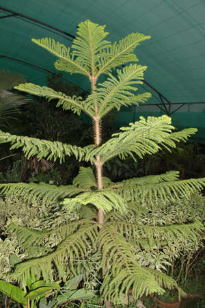Araucaria heterophylla, also known as fern tree.の写真素材