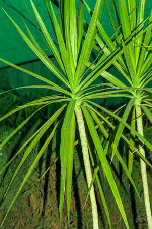 Palm tree in botanic garden, close-up. Nature backgroundの写真素材