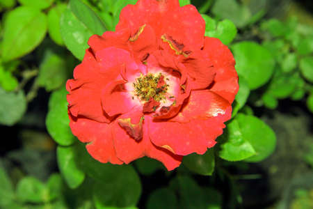 Beautiful red rose with green leaves in the garden, close upの写真素材