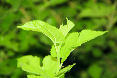Young leaves of mulberry on a background of green grass in the forest.の写真素材