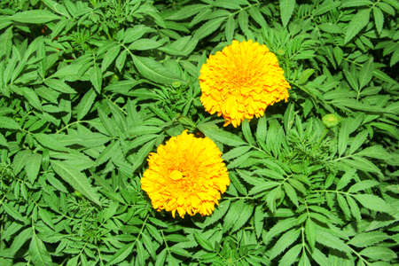 Yellow marigold flowers on green leaves background. Top view.の写真素材