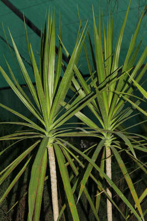 Agave americana, in botanical gardenの写真素材