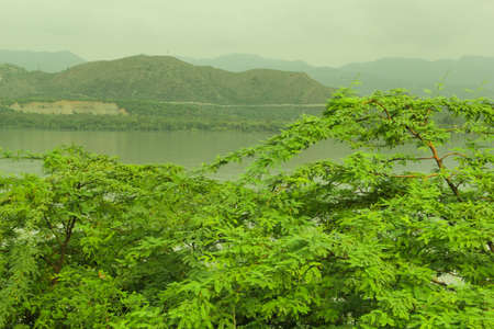 Green leaves on the lake in the rainy season. Nature background.の写真素材
