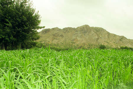 sugar cane field with mountain in the background. High quality photoの写真素材