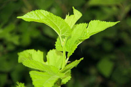 Mulberry leaves close-up on a background of green foliageの写真素材