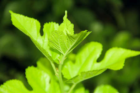 Close up shot of a young green leaf on a blurred background.の写真素材