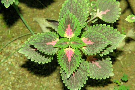 Leaves of coleus plant (Plectranthus scutellarioides)の写真素材