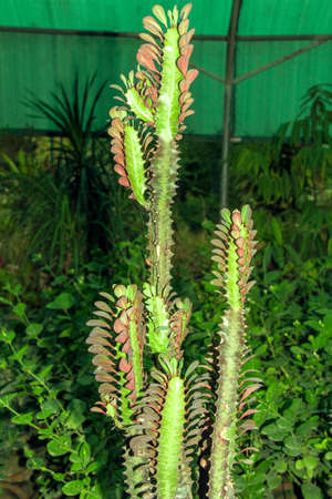 Cactus in the botanical garden. Cactaceae family.の写真素材