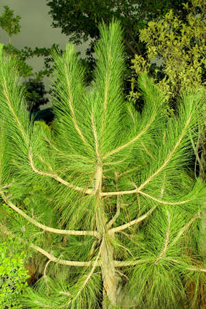 Pine tree in the garden. High quality photo. Green pine branches.の写真素材