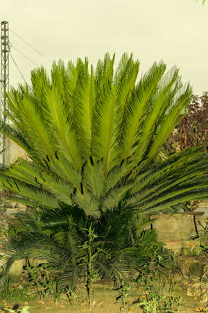 Cycad, Cycas revoluta, is a species of flowering plant in the Cycadaceae family.の写真素材