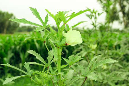 Close up of fresh green okra flower in the field, selective focusの写真素材