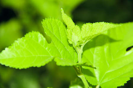 Close up of fresh green leaves on blurred natural background.