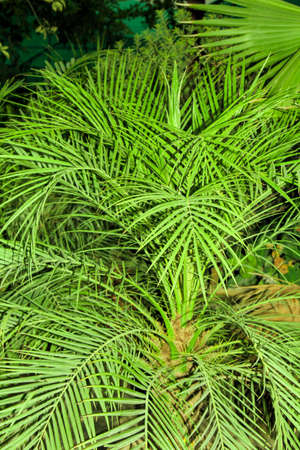 Palm tree in the garden. Green leaves of palm tree.の写真素材