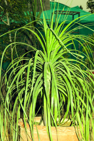 Close-up of a potted plant with a blurred background.の写真素材