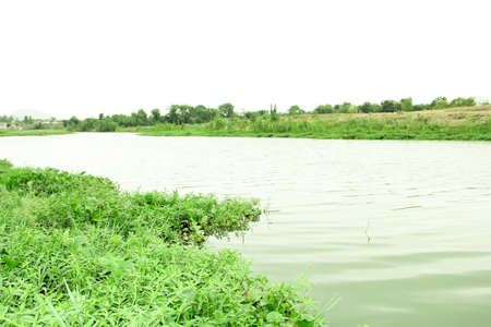 Landscape of the river and the green grass on the bank.の写真素材
