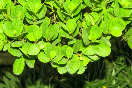 Close-up of green leaves in the garden. Natural background.の写真素材