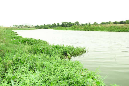 River and green grass on the river bank in thailand, nature backgroundの写真素材