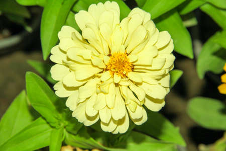 Zinnia elegans is a genus of flowering plants in the sunflower family Asteraceae.の写真素材