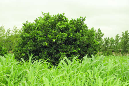 Green tree in the garden with green grass and cloudy sky background.の写真素材
