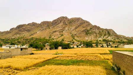 Rural landscape with wheat field and mountains in the background, Spainの写真素材